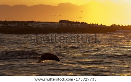 Seals swim and jumping out of water on sunset.  Cape fur seal (Arctocephalus pusilus). Kalk Bay, False Bay, South Africa