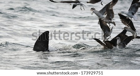 Fin of a white shark  and Seagulls eat oddments from production of a Great white shark (Carcharodon carcharias)