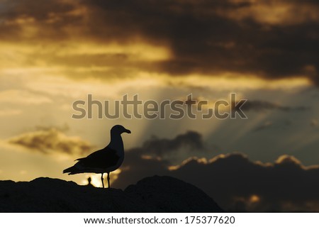 Seagull Silhouette in a putting of the spectacular Sun. Bird in front to Sun. Silhouette in sunset