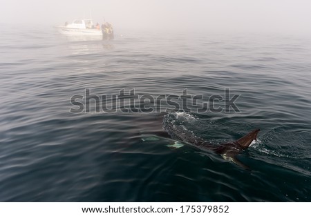Fin of a Great White Shark in water. Shark Fin above water near the boat.