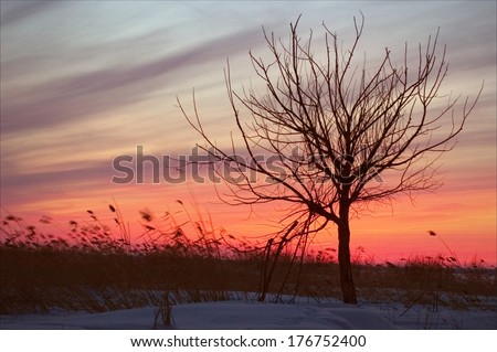 Silhouette Lonely tree in winter sunset.  Naked Tree in the winter on a sunset. Winter. Russia. Ladoga.