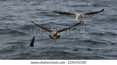 Fin of a white shark and Seagulls eat oddments from prey of a Great white shark (Carcharodon carcharias)