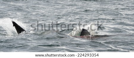 Hunting of a Great White Shark (Carcharodon carcharias). South Africa