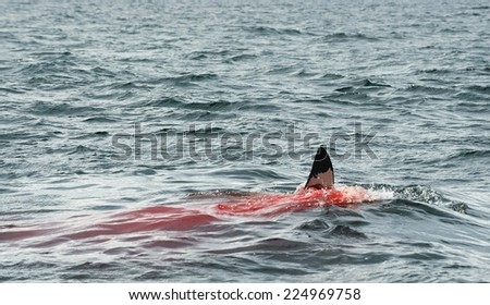 Fin of a Great white shark (Carcharodon carcharias)in the blood. The Great white shark eats the prey in the water.