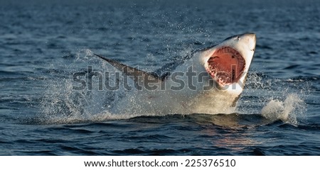 Great White Shark (Carcharodon carcharias) breaching in an attack on seal. Hunting of a Great White Shark (Carcharodon carcharias). South Africa