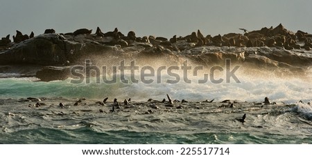 Seal Island sits in the middle of False Bay near Cape Town in South Africa.