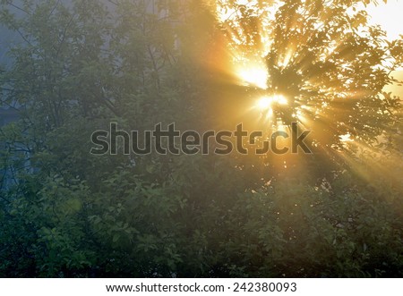 the sun\'s rays passing through the foliage of the tree
