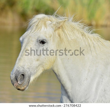 A white horse of Camargue. Portrait of nice horse wild in camargue french Region