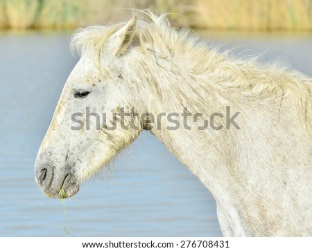 A white horse of Camargue. Portrait of nice horse wild in camargue french Region