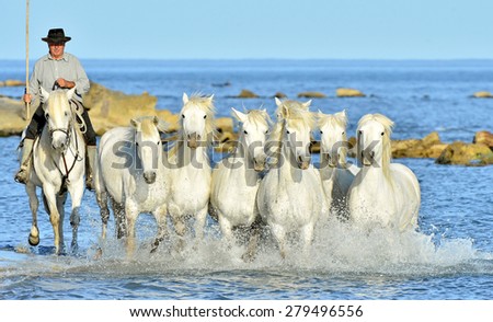 PROVENCE, FRANCE - 07 MAY, 2015: White horses of Camargue running through water. Nature reserve in Parc Regional de Camargue
