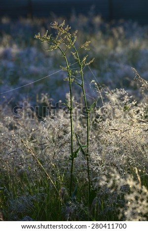 Grass lit by the sun against an autumn meadow background. Plants in deep forest day time rays
