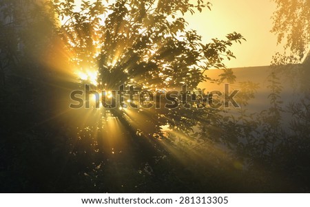 the sun's rays passing through the foliage of the tree