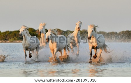 White Camargue horses run on water in sunset beams of the sun