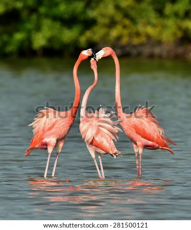 Mating dance  Caribbean flamingos ( Phoenicopterus ruber ruber ) on pond in Cuba.