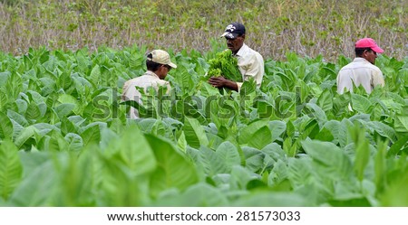 Valle de Vinales, CUBA - FEBRUARY 17: Unidentified Men working on Cuba tobacco plantation.Traditional techniques are still in use for agricultural production, particularly of tobacco.FEBRUARY 17,2015.