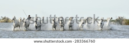 PROVENCE, FRANCE - 07 MAY, 2015: Riders and White horses of Camargue running through water. France Black and white photo.  Nature reserve in Parc Regional de Camargue.