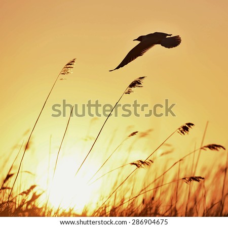 Black-headed Gull (Larus ridibundus) flying on sunset natural background