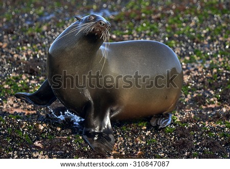 Cape fur seal (Arctocephalus pusillus pusillus) False Bay, Simon\'s Town South Africa