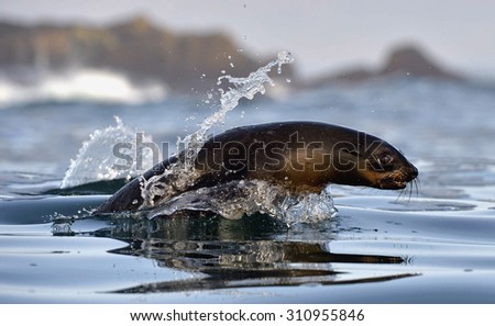 Jumping Cape fur seal (Arctocephalus pusillus pusillus) False Bay, Simon\'s Town South Africa