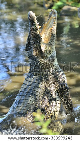 Attack crocodile. Cuban Crocodile (crocodylus rhombifer). The Cuban crocodile jumps out of the water. Cuba.