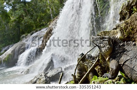 Waterfall in a lush rainforest. Beautiful waterfalls or cascades in El Nicho, El Nicho waterfall, in Scambray mountains. Cienfuegos province, Cuba.