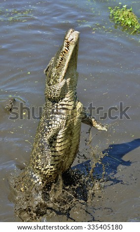 Attack crocodile. Cuban Crocodile (crocodylus rhombifer). The Cuban crocodile jumps out of the water. Cuba