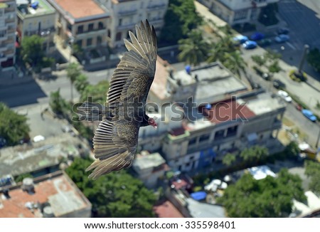 The American vultures (Cathartidae Lafresnaye) soars over Havana Cuba. Birds eye view over city of Havana,Cuba. Aerial view