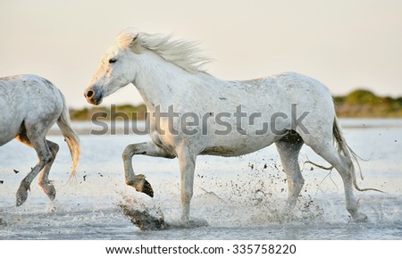 white horse running through water in sunset light. Parc Regional de Camargue - Provence, France