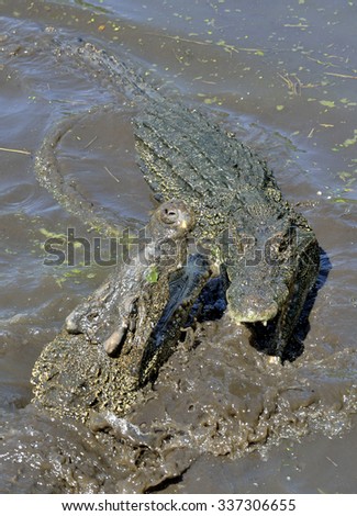 Attack crocodile. Cuban Crocodile (crocodylus rhombifer). The Cuban crocodile face out of the water. Cuba.