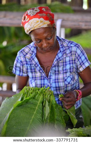 VINALES, CUBA - FEBRUARY 17:  Cuban woman working in a cigars factory.The woman touching tobacco leaves for production of the Cuban cigars