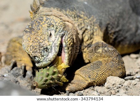 Sharp meal. The land iguana eating prickly pear cactus.The Galapagos land iguana (Conolophus subcristatus) is an iguana found only on the Galapagos Islands