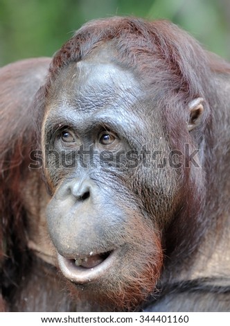 Orangutan Portrait. A portrait of the young orangutan on a nickname Ben. Close up at a short distance. Bornean orangutan (Pongo pygmaeus)  in the wild nature. Island Borneo. Indonesia.