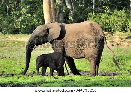 The elephant calf with mum. The African Forest Elephant (Loxodonta cyclotis) is a forest dwelling elephant of the Congo Basin