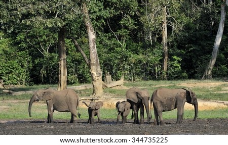 The elephant calf with mum. The African Forest Elephant (Loxodonta cyclotis) is a forest dwelling elephant of the Congo Basin