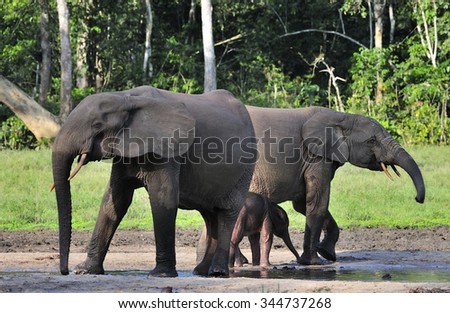 The African Forest Elephant? (Loxodonta cyclotis) (forest dwelling elephant) of the Congo Basin. On saline soils in the Jungle of Africa