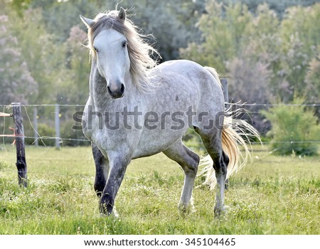 white horse portrait on natural background. Close up./ White Camargue Horses galloping on natural  background in Camargue national park, Bouches-du-rhone region, south France