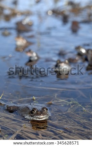 Copulation of The common frog (Rana temporaria) mating, also known as the European common frog, European common brown frog, or European grass frog, is a semi-aquatic amphibian