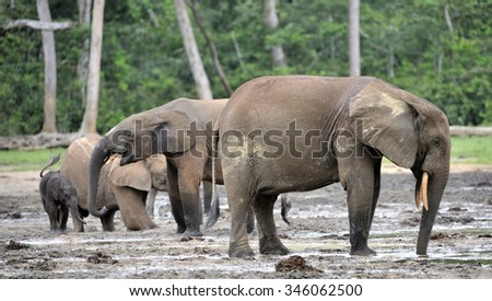 The African Forest Elephant, Loxodonta africana cyclotis, (forest dwelling elephant) of Congo Basin. At the Dzanga saline (a forest clearing) Central African Republic, Sangha-Mbaere, Dzanga Sangha