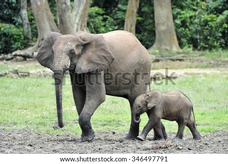 The elephant calf  and elephant cow The African Forest Elephant, Loxodonta africana cyclotis. At the Dzanga saline (a forest clearing) Central African Republic, Dzanga Sangha