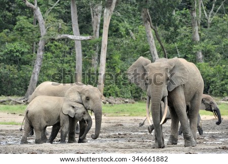 The African Forest Elephants, Loxodonta africana cyclotis, (forest dwelling elephant) of Congo Basin. At the Dzanga saline (a forest clearing) Central African Republic, Sangha-Mbaere, Dzanga Sangha
