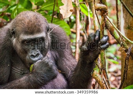 Lowland gorilla in jungle Congo. Portrait of a western lowland gorilla (Gorilla gorilla gorilla) close up at a short distance. Young gorilla in a native habitat. Jungle of the Central African Republic