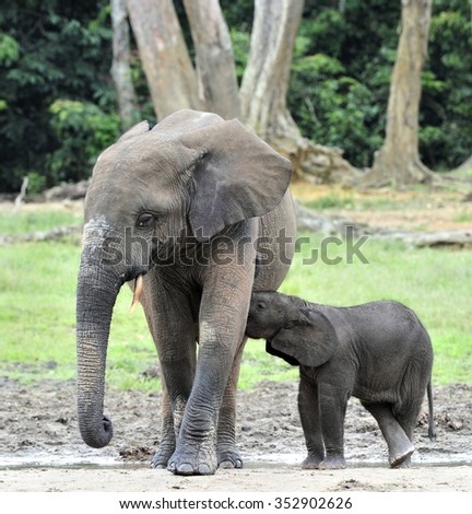 The elephant calf is fed with milk of an elephant cow The African Forest Elephant, Loxodonta africana cyclotis. At the Dzanga saline (a forest clearing) Central African Republic, Dzanga Sangha
