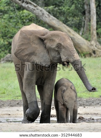 The elephant calf  and elephant cow The African Forest Elephant, Loxodonta africana cyclotis. At the Dzanga saline (a forest clearing) Central African Republic, Dzanga Sangha