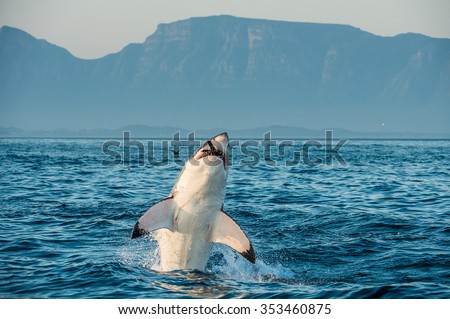 Great White Shark (Carcharodon carcharias) breaching in an attack on seal and  swallowed a seal. Hunting of a Great White Shark (Carcharodon carcharias). South Africa