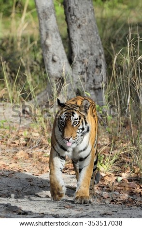 Indian tiger in the wild. Royal Bengal tiger ( Panthera tigris ) in national park of India