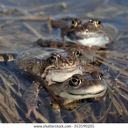 Copulation of The common frog (Rana temporaria) mating, also known as the European common frog, European common brown frog, or European grass frog, is a semi-aquatic amphibian