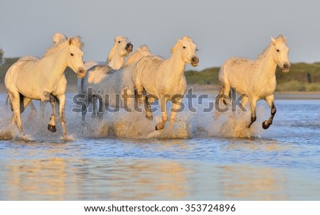 White Camargue Horses running on the blue water in sunset light. Parc Regional de Camargue - Provence, France