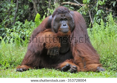 The adult male of the Dominant male orangutan with the signature developed cheek pads that arise ( testosterone surge). Background dark green foliage in the wild nature. Borneo. Indonesia.