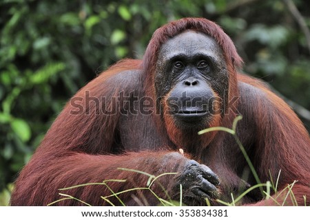 Orangutan Portrait. Portrait of the adult male of the adult orangutan in the wild nature. Island Borneo. Indonesia.