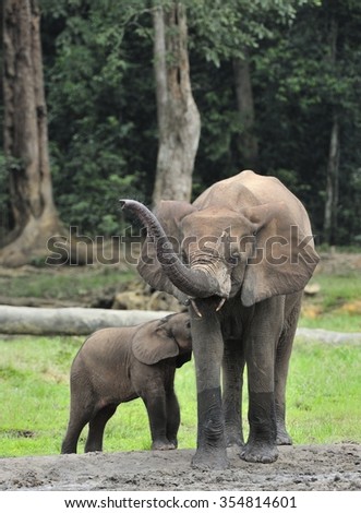 The elephant calf is fed with milk of an elephant cow The African Forest Elephant, Loxodonta africana cyclotis. At the Dzanga saline (a forest clearing) Central African Republic, Dzanga Sangha